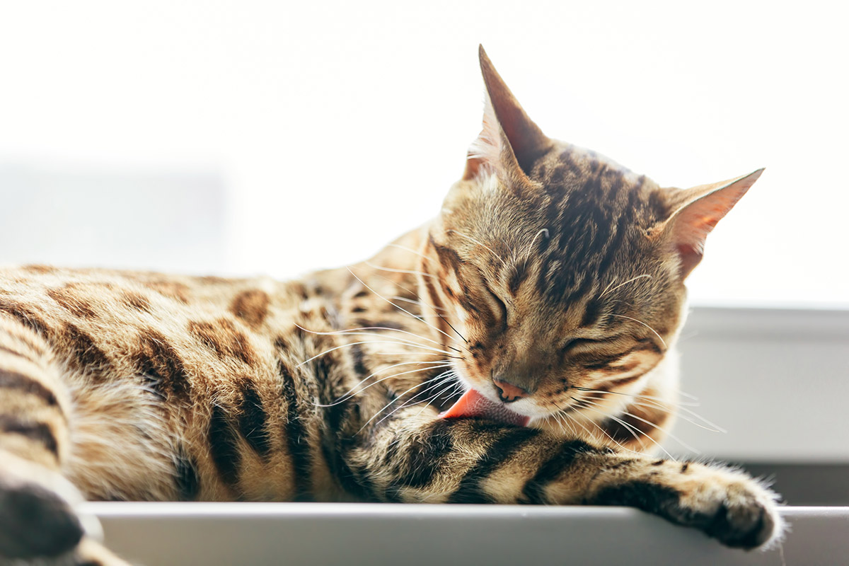 Bezobilné polštářky pro kočky s kuřecím a borůvkami, s Anti-hairball a podporou trávení